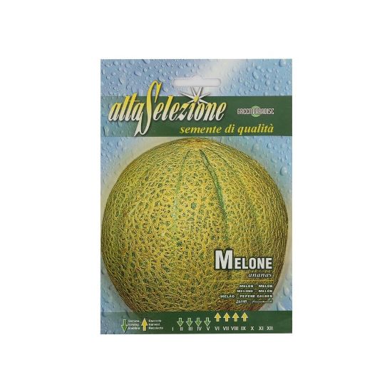 Picture of Alta Melon Seeds AVS91/15