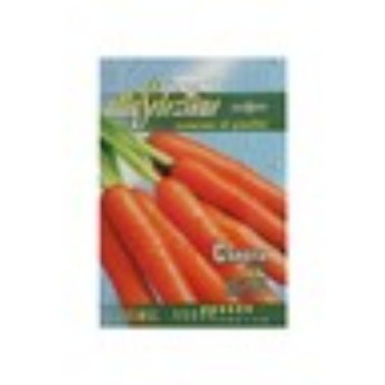 Picture of Alta Carrot tese Seeds 23/21-AS