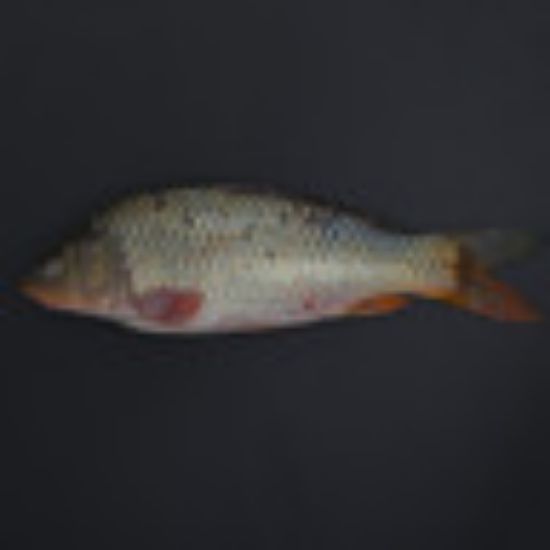 Picture of Katla Fish 1 kg(N)