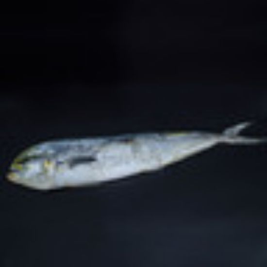 Picture of Anfalous Fish 3.5 kg(N)